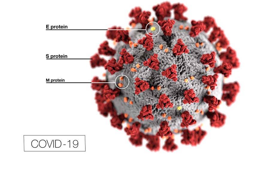 Griffithsin vs Coronaviruses